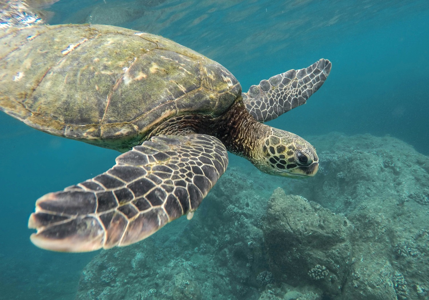 A sea turtle swimming through the water in an aquarium.