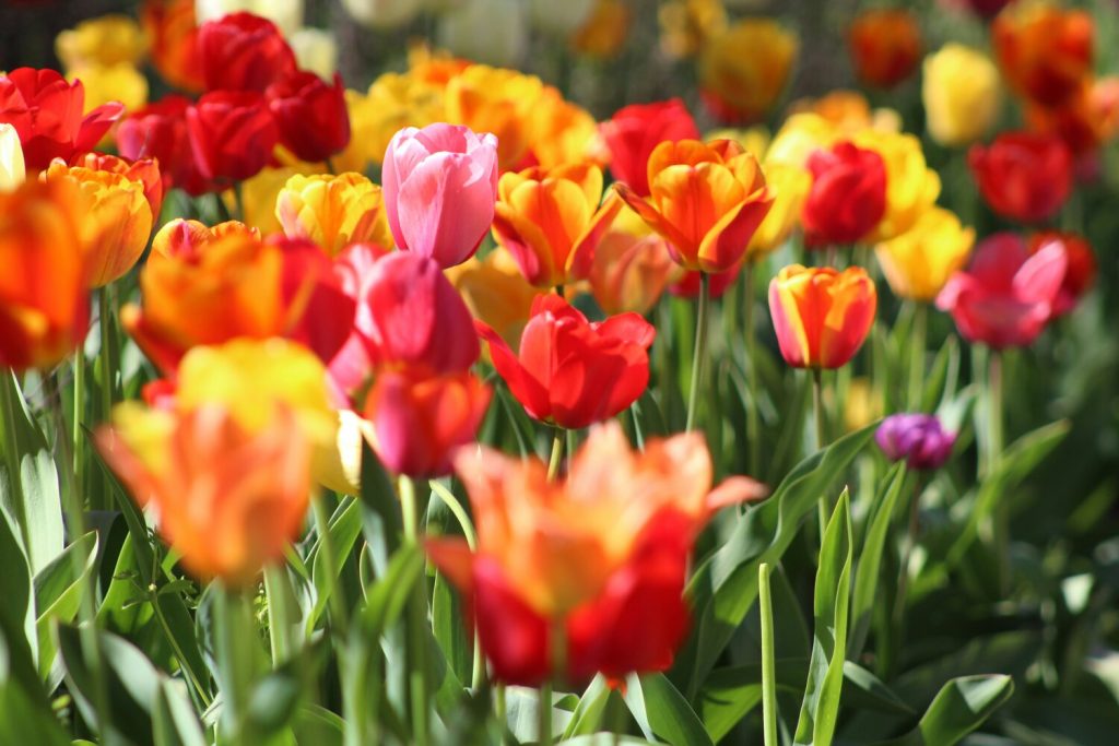 Beautiful orange, yellow, red and pink tulips displayed in a botanic garden.