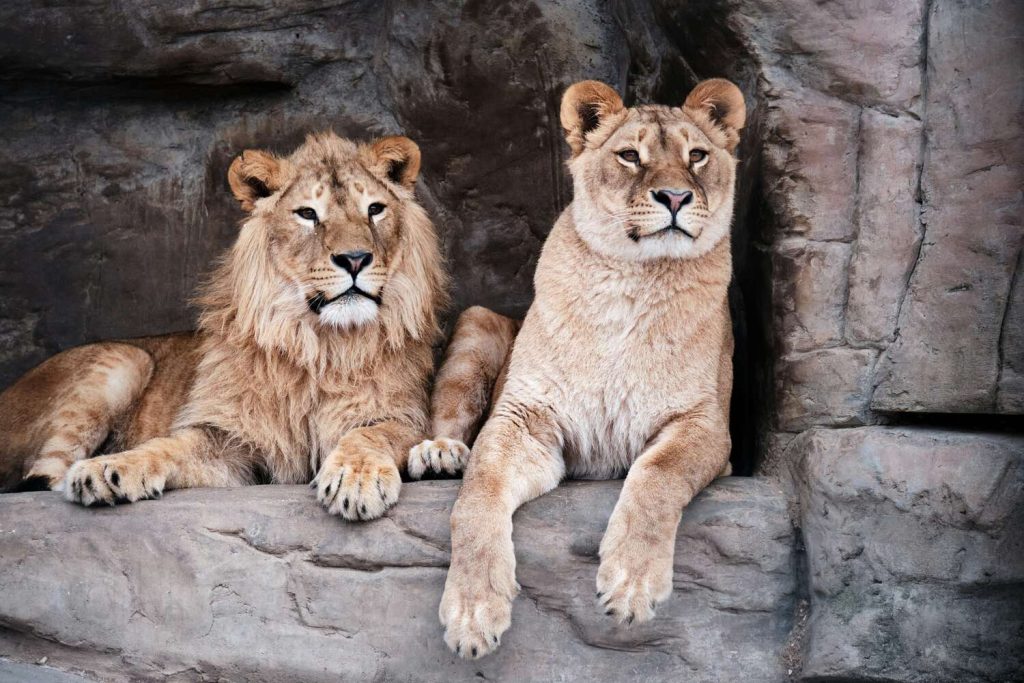 Two lions, one male and one female resting among large rocks in a zoo.