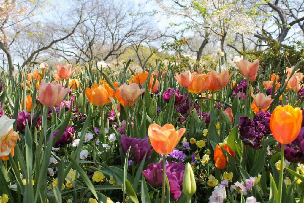 A weekend getaway in Kansas should include seeing beautiful flowers at the Overland Park Arboretum and Botanical Gardens.