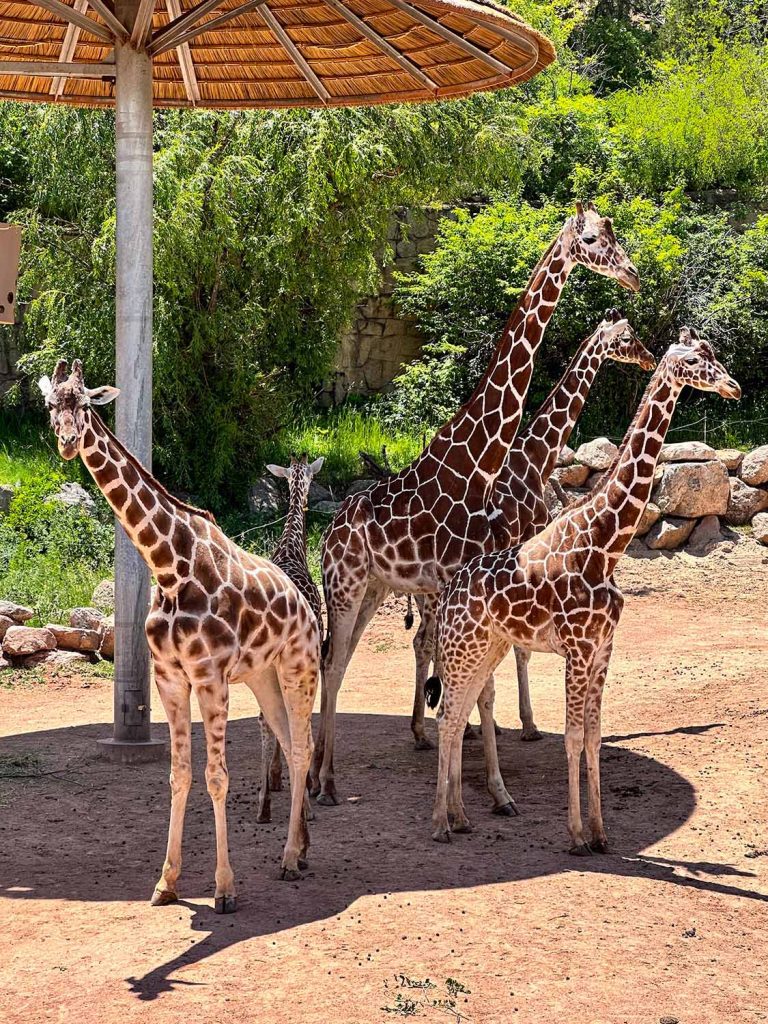 Five giraffes at the Cheyenne Mountain Zoo in Colorado Springs including one baby! I highly recommend the giraffe feeding experience.