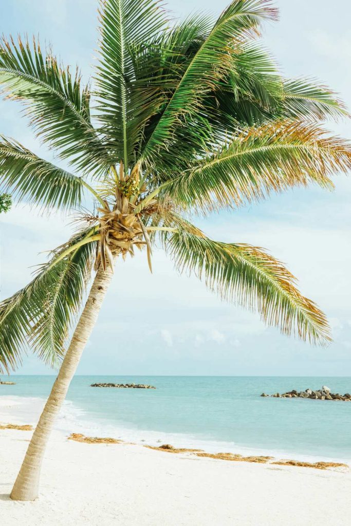 Beautiful palm tree on the beach in Key West.