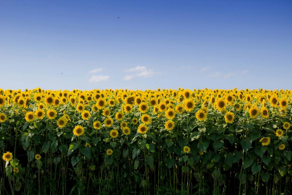 A field of sunflowers. An iconic site in Kansas!