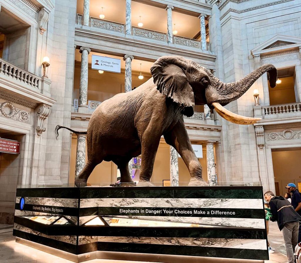 Iconic elephant display inside the Museum of Natural History.