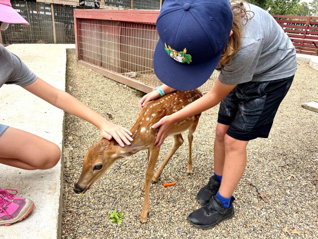 My son petting a baby fawn at the Hochatown Petting Zoo. They have so many unique animals to interact with.