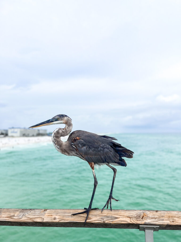 A seabird resting on the boardwalk with beautiful emerald-green water in the background.