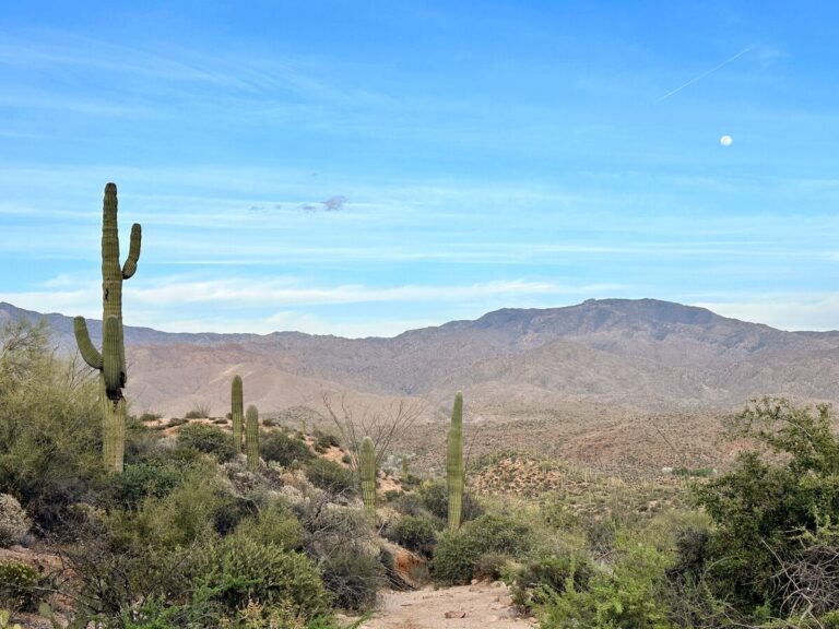 The beautiful Sonoran Desert landscape outside Scottsdale, Arizona. There is a large Saguaro cactus and other desert plants in the forground, with mountains in the background.