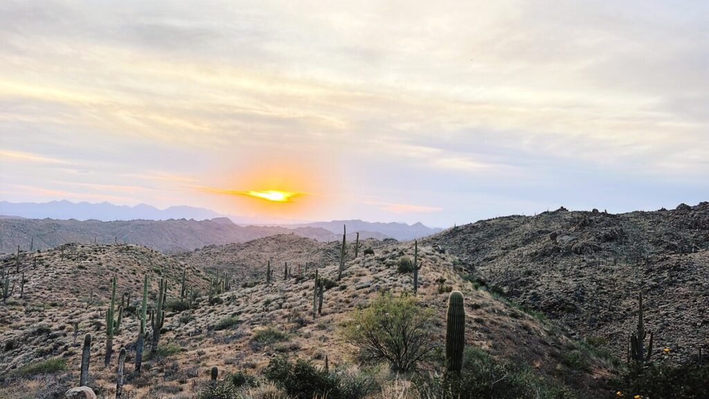 The Sonoran Desert landscape with a setting sun in the background.