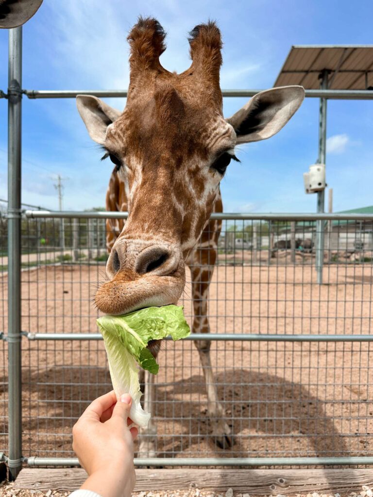 A giraffe eating lettuce out of my hand.