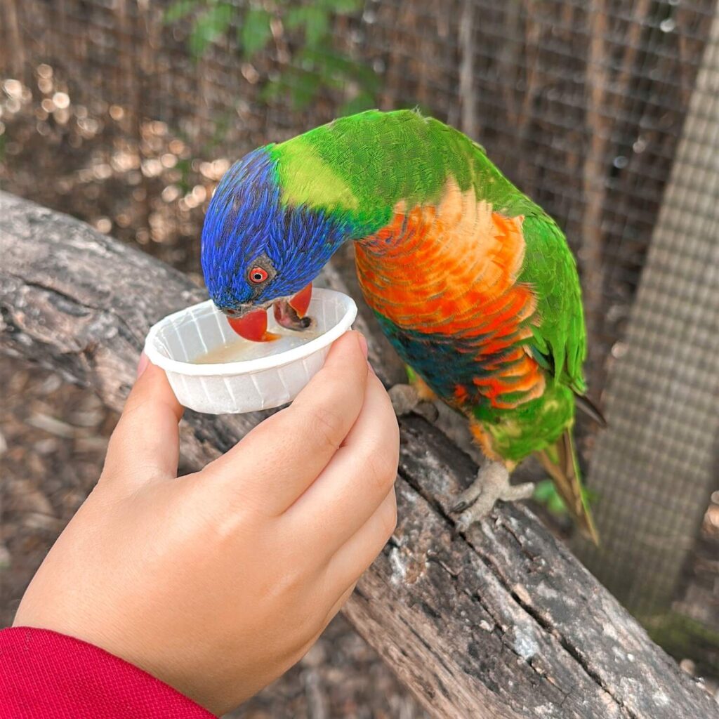 My son feeding a colorful Lorikeet.