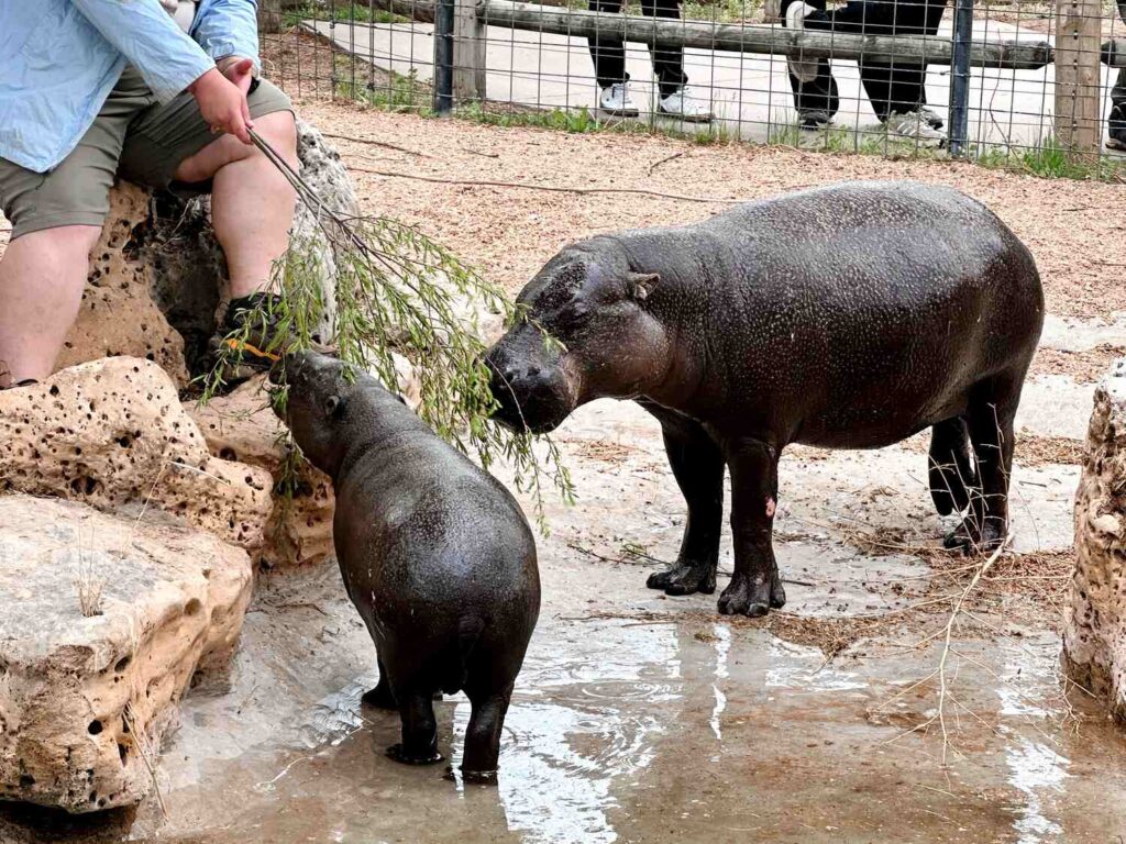 Two pygmy hippos being fed by an employee at Tanganyika Wildlife Park.